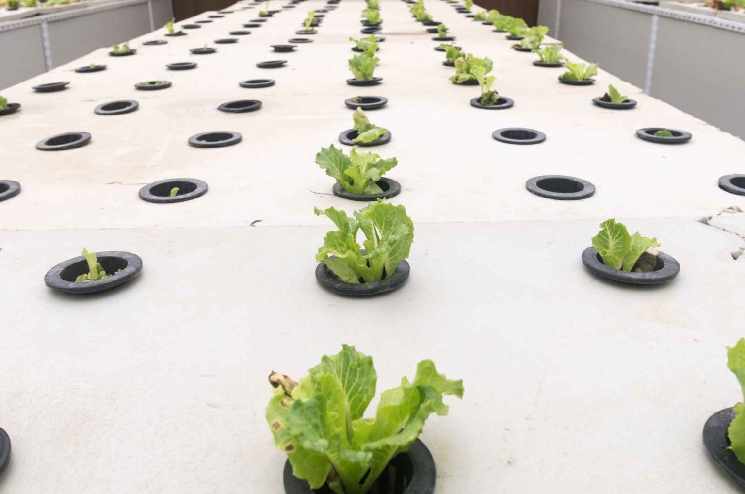 Aeroponics As a Sustainable Agriculture Growing System - עדכונים וחדשות ...