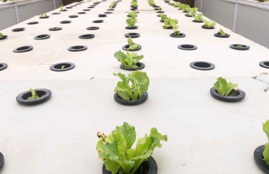 Aeroponics As a Sustainable Agriculture Growing System2